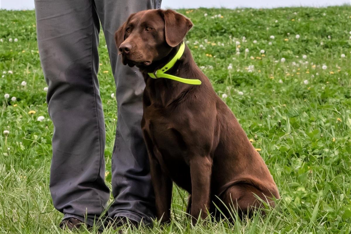 chocolate lab at heel