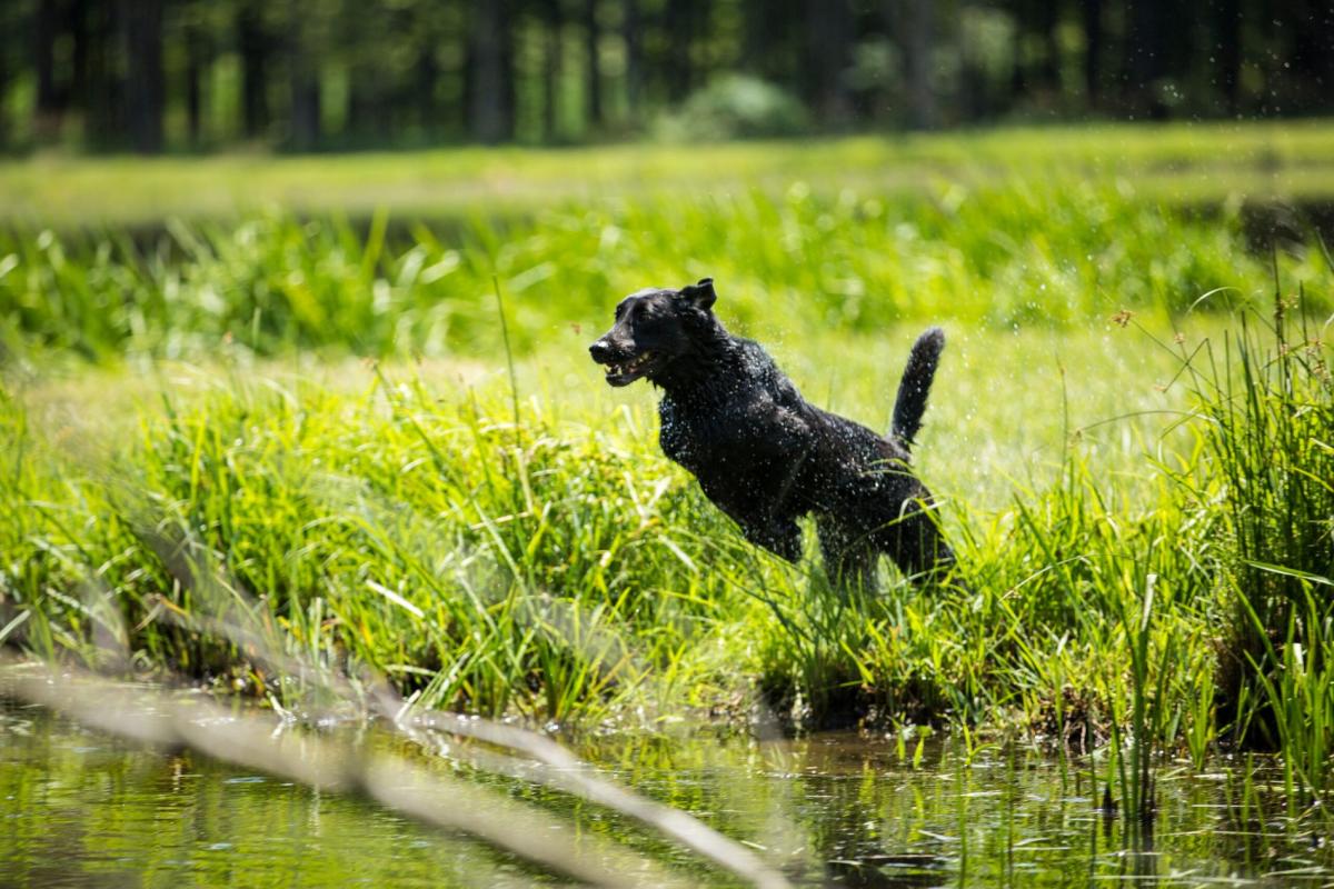 Sporting Dogs