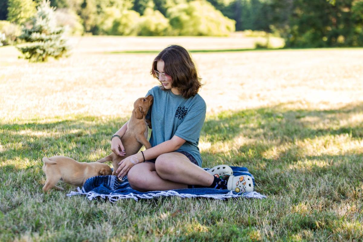 Gentle Dogs