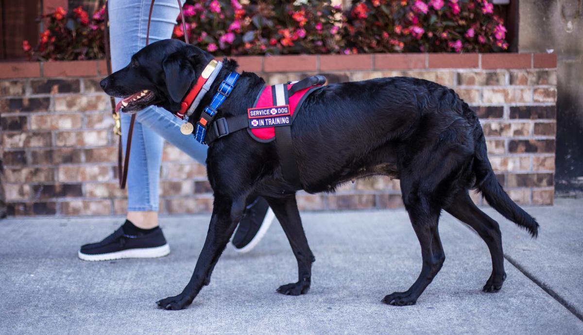 Comfort K-9 & Service Dog Training 