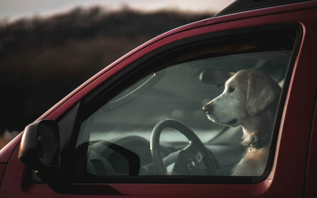 Traveling with dogs