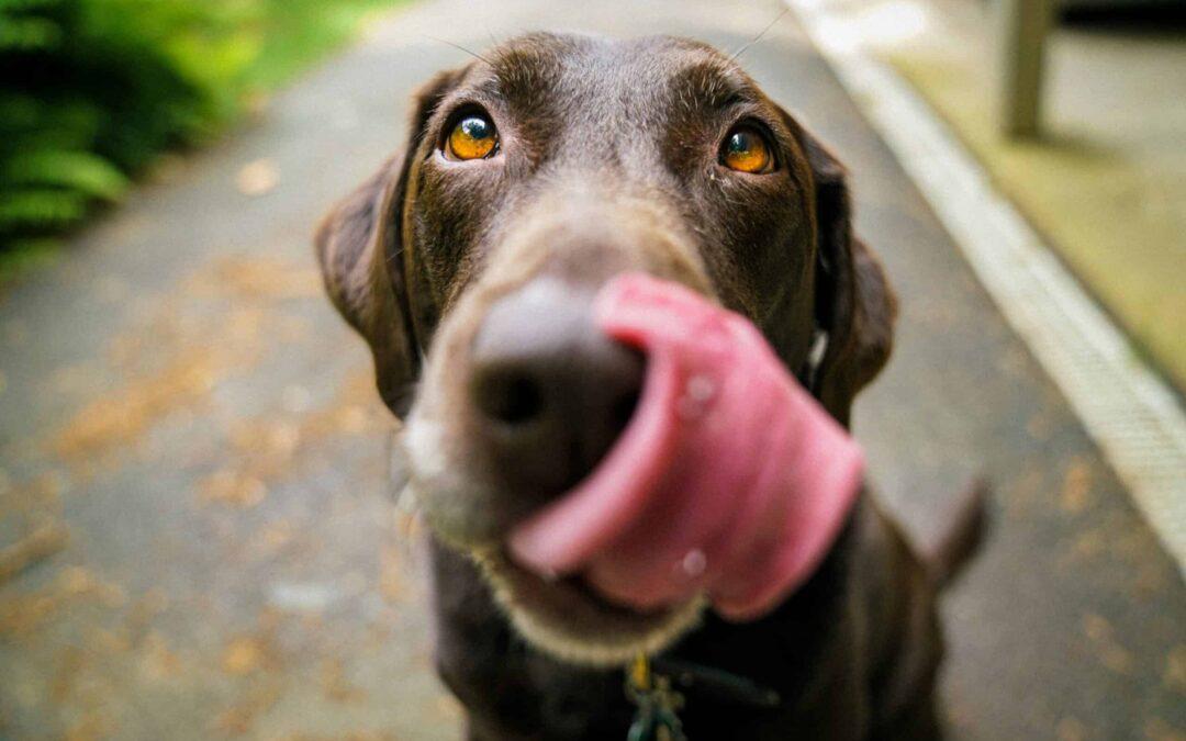 Commong dog behaviors