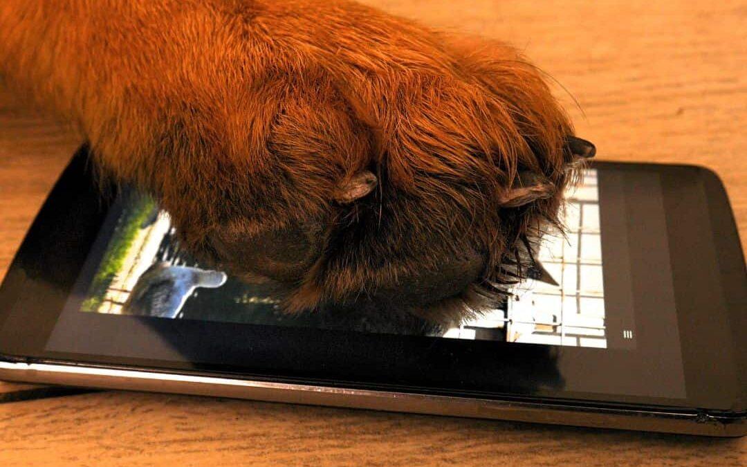Apps for Your Dog