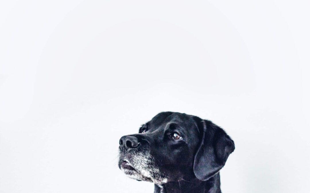 Training your older dog