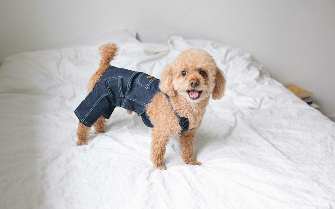 silly dog trends