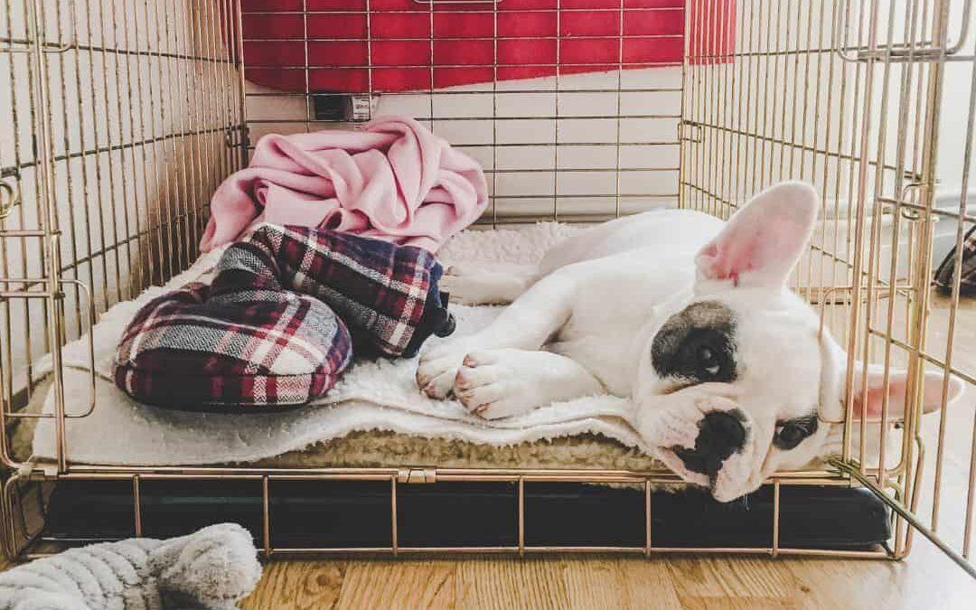 Crate training is a good idea