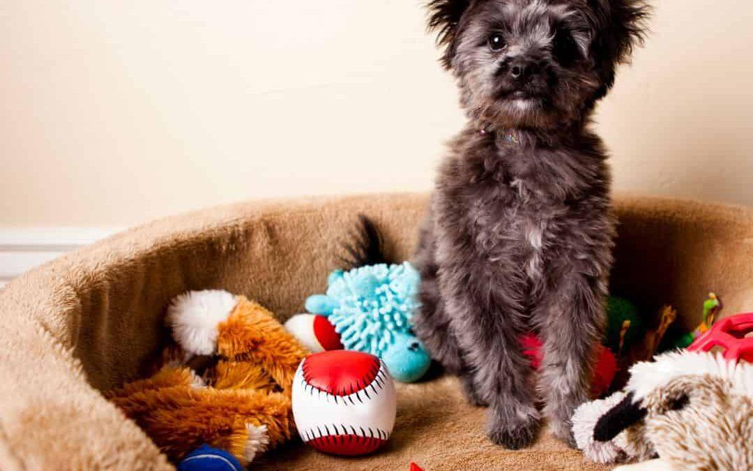 Money saving tips for dog owners