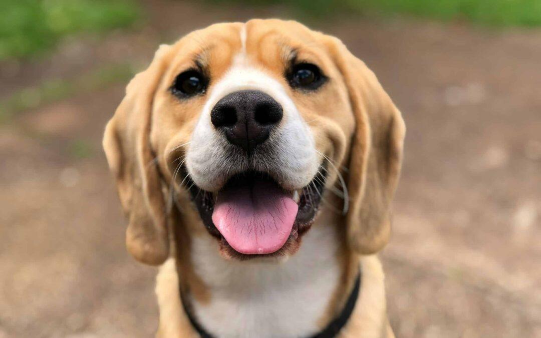 common items that are toxic to your dog