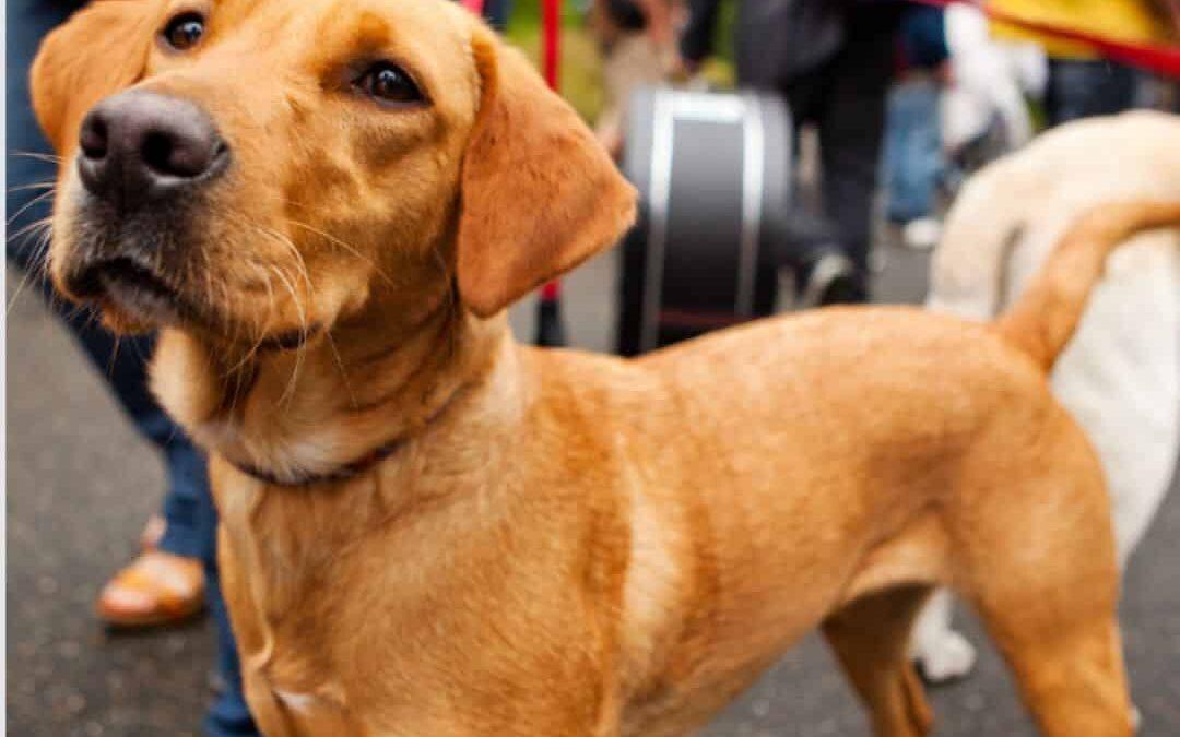 ways to socialize your dog