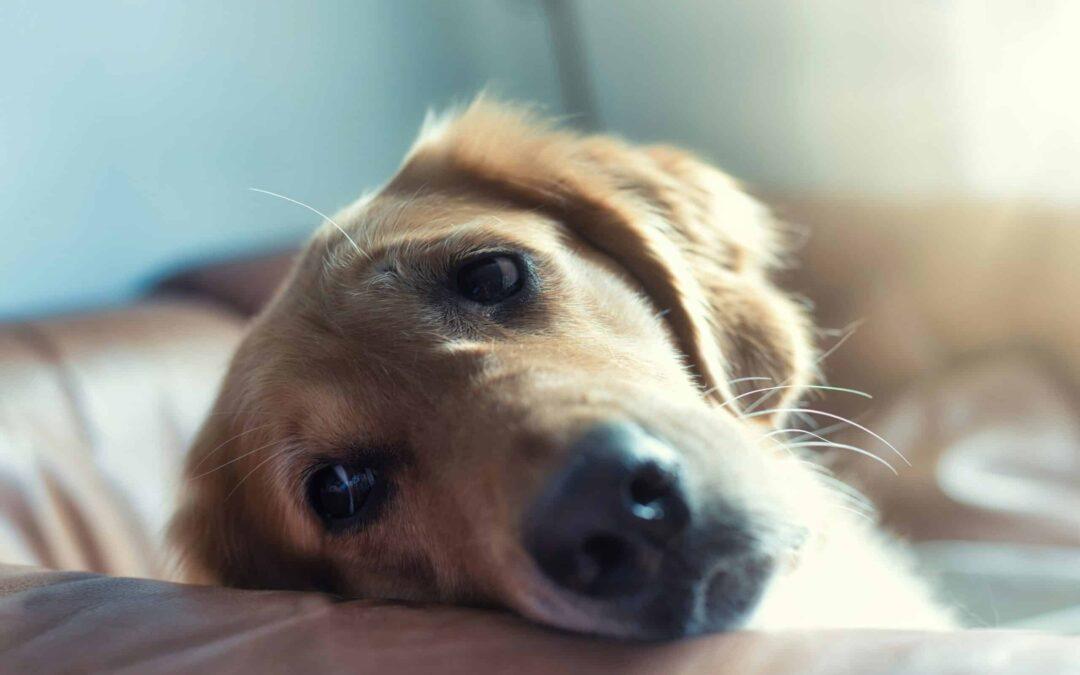 dogs with separation anxiety