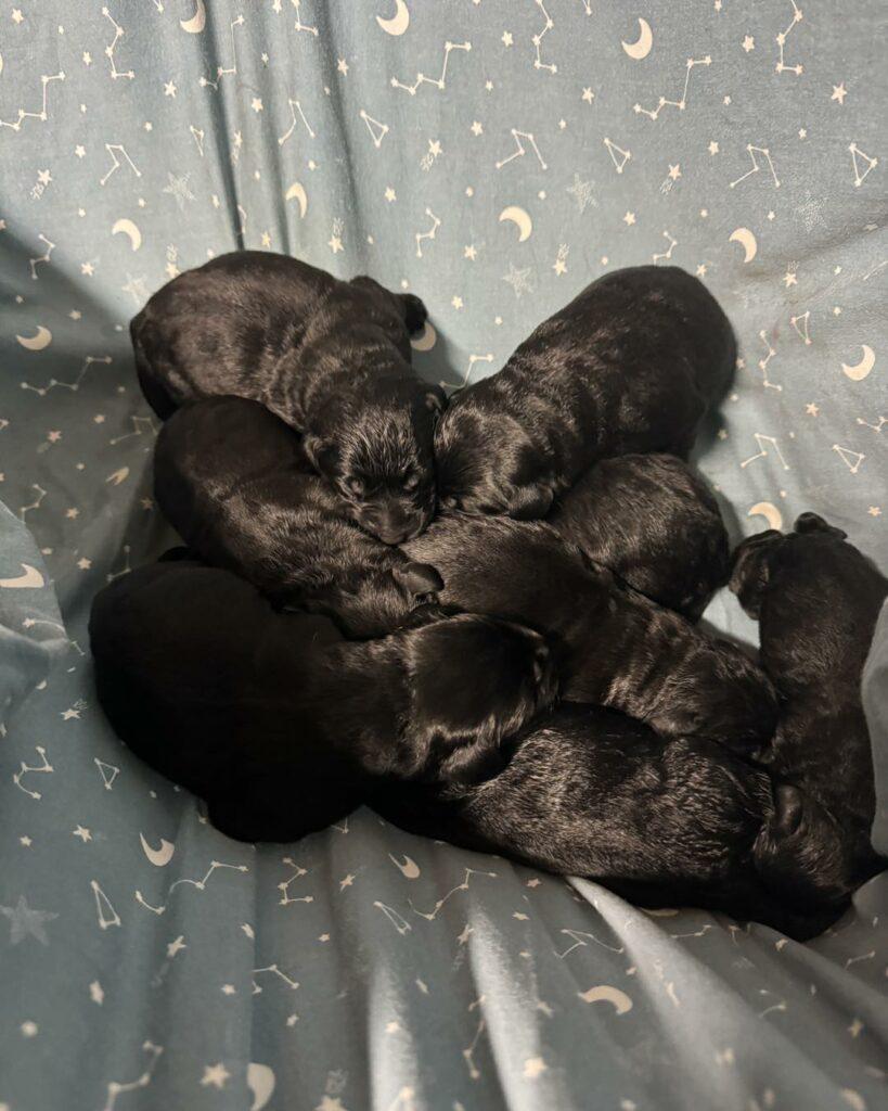tips to help your new puppy adjust to their new home
