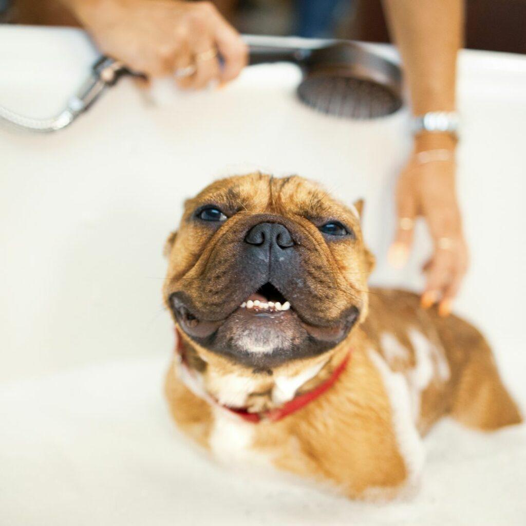 Tips for grooming at home