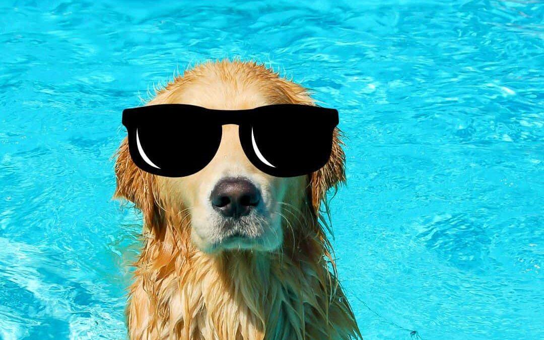 Dog safety in the summer