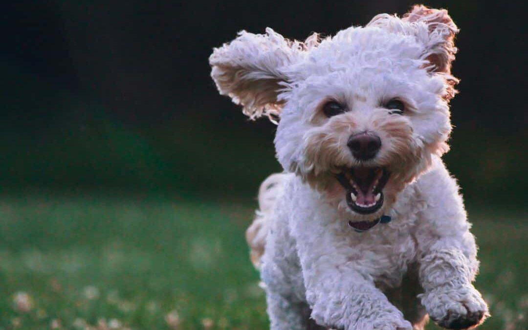 Signs of common dog allergies