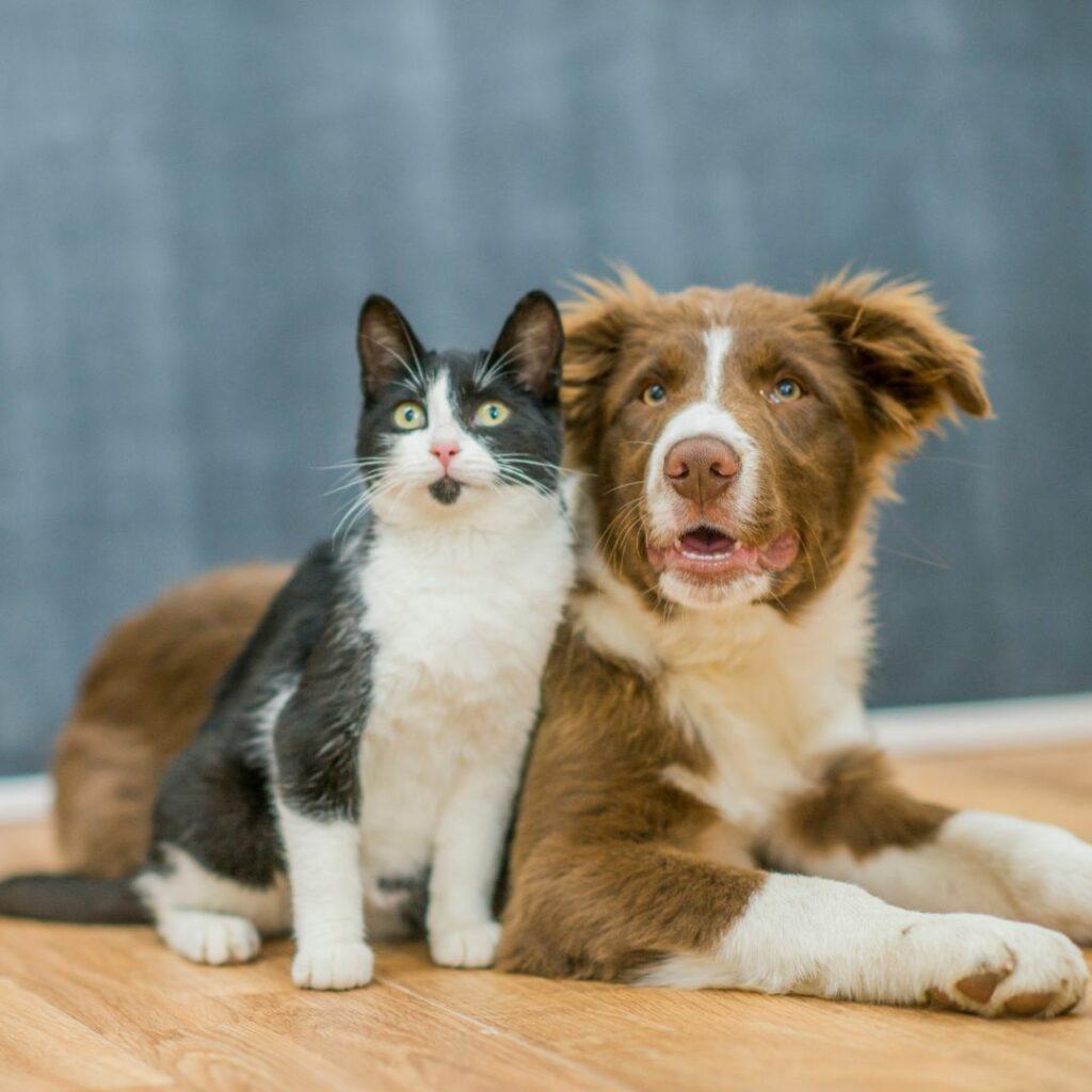 introducing a cat or ktten to your dog