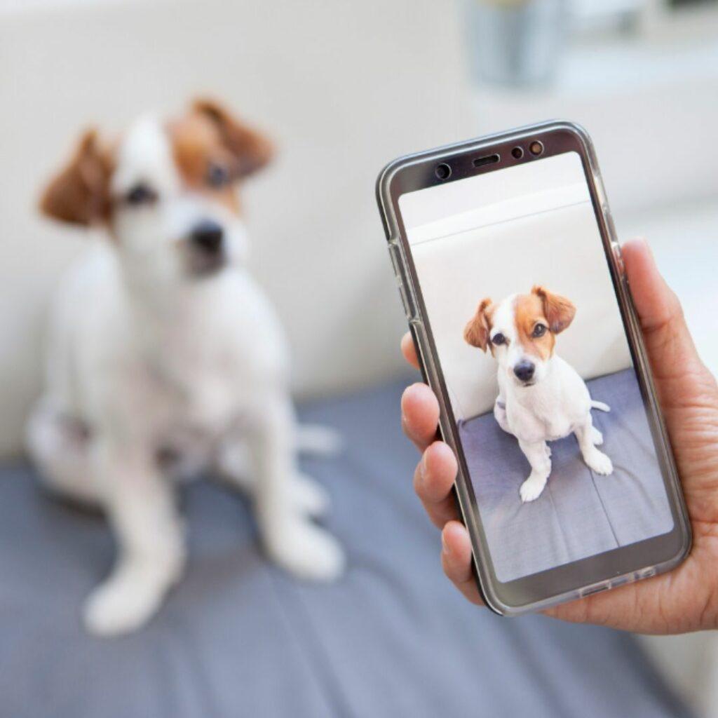 Taking great dog photos