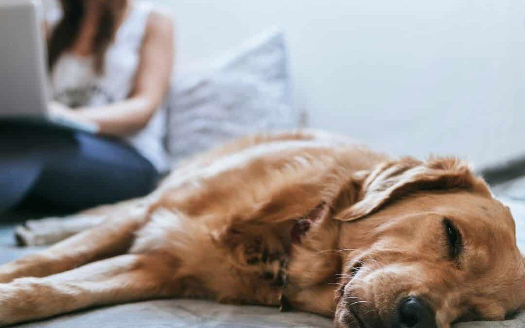 Common dog parenting mistakes