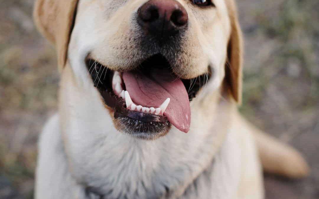 Your Dogs&rsquo; Pearly Whites