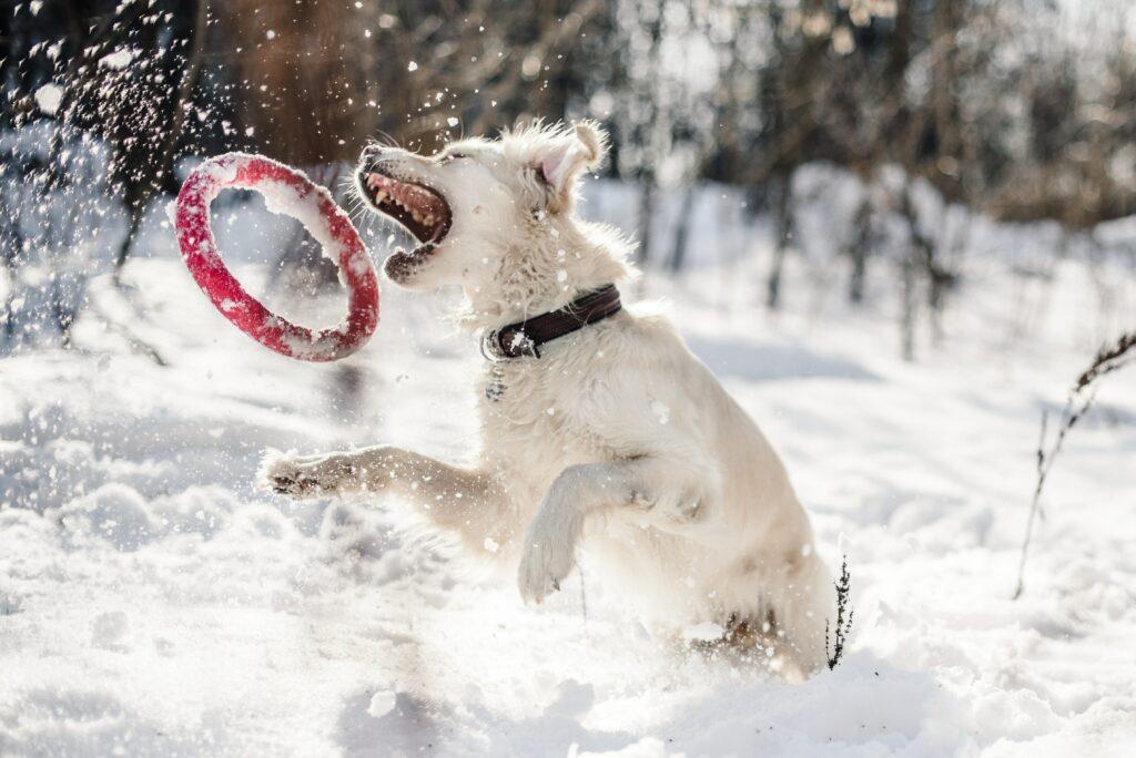 Dog walking in bad weather