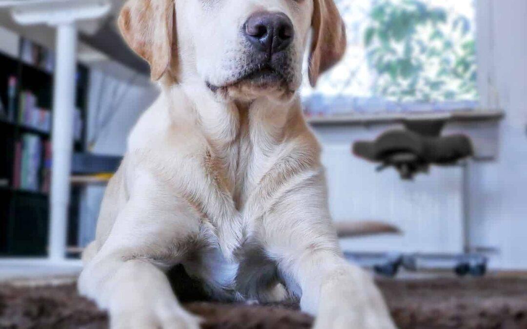 A clean house with dogs?