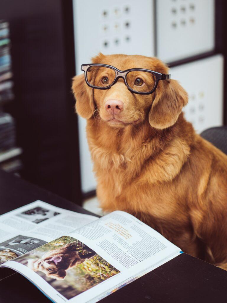 brain games for your dog