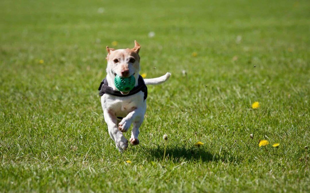 Tips for fostering dogs