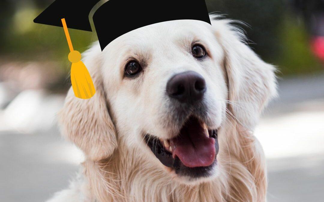 Lessons we learn from dogs