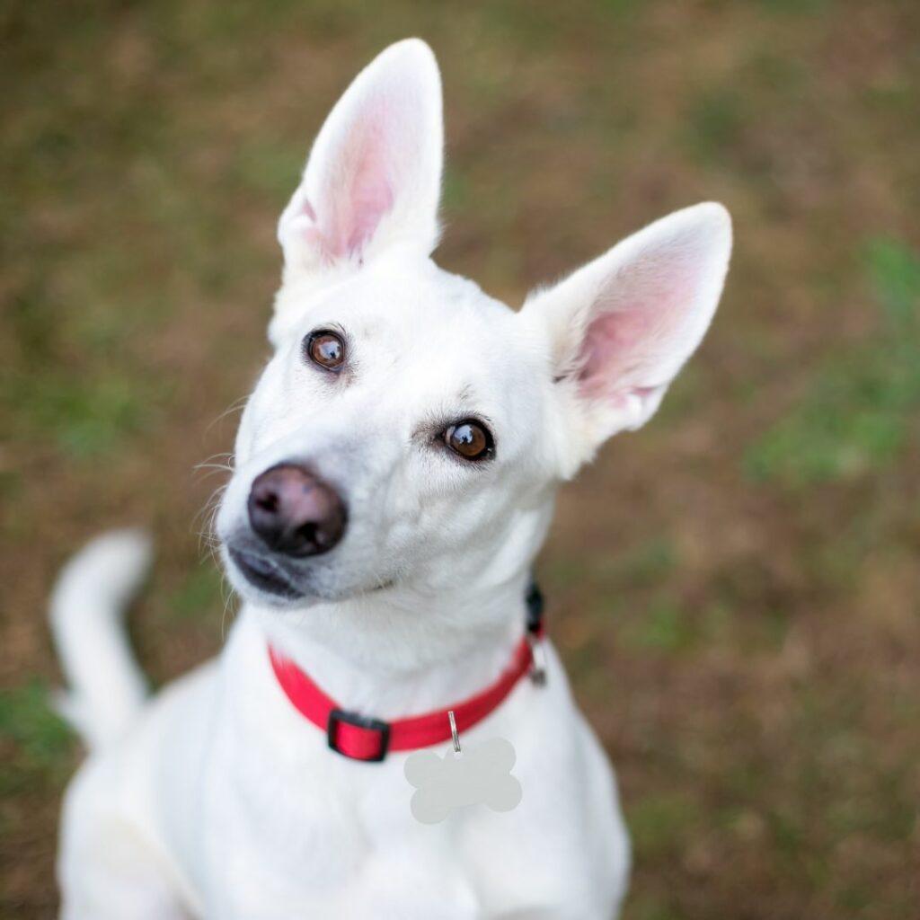 Helpful tech for your dog