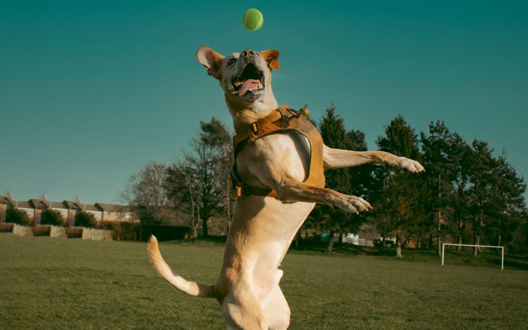 DIY Dog Toys