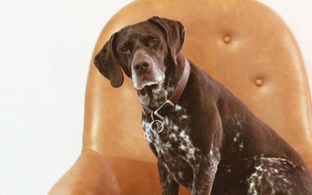 Making your house dog friendly