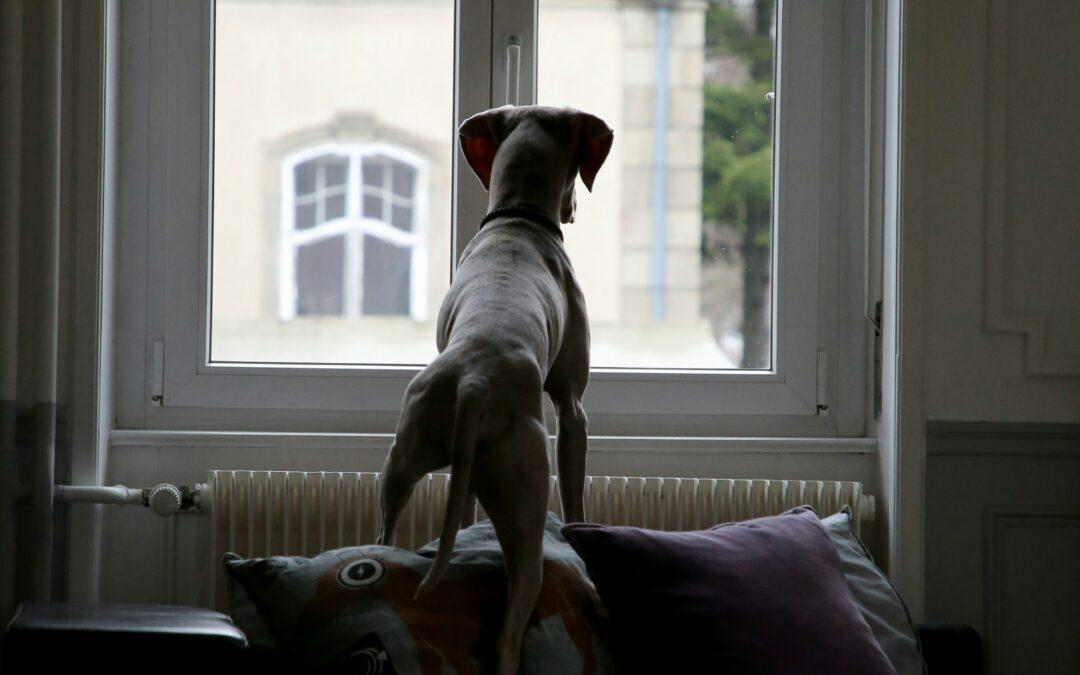 Keeping your dog happy while you&rsquo;re at work