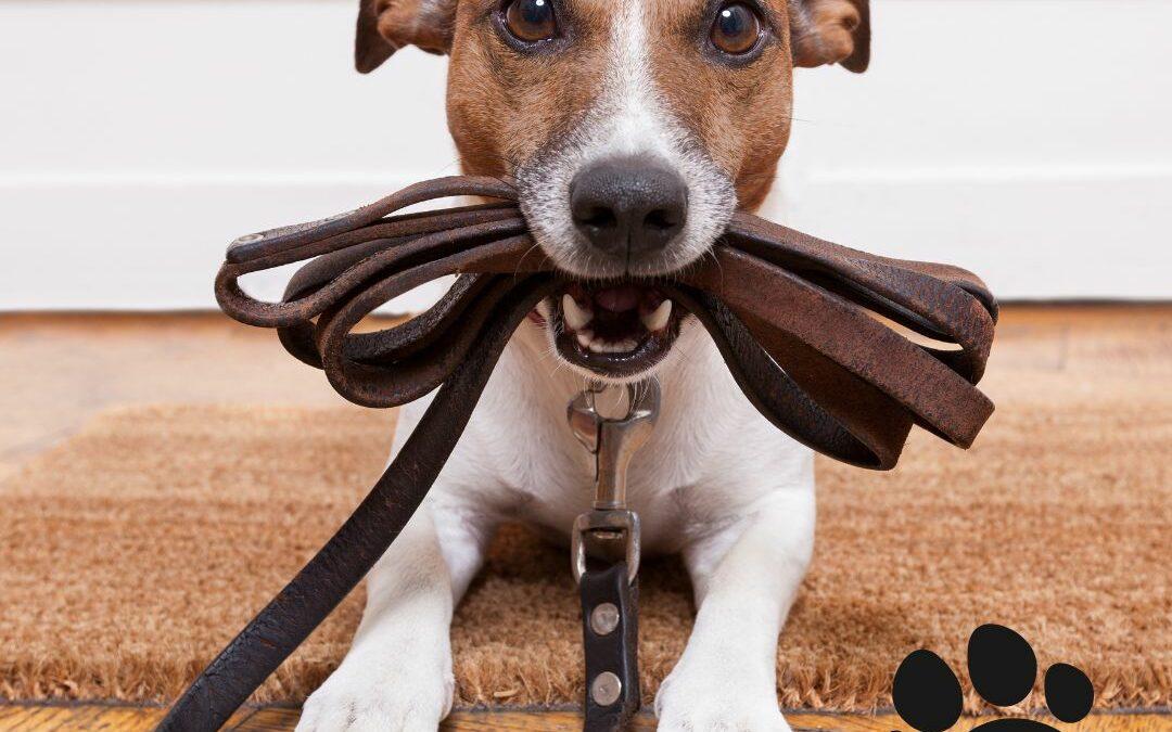 dog leashes 101