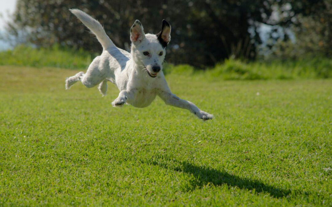 pros and cons of dog parks