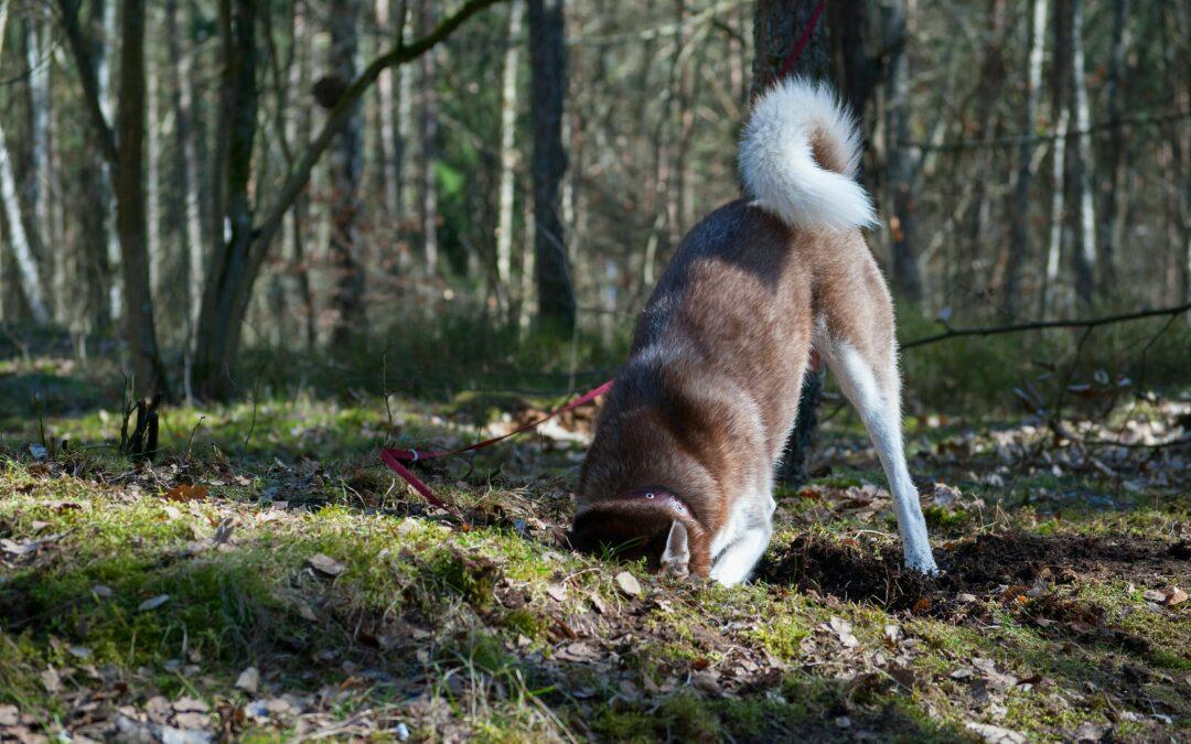 dogs and digging