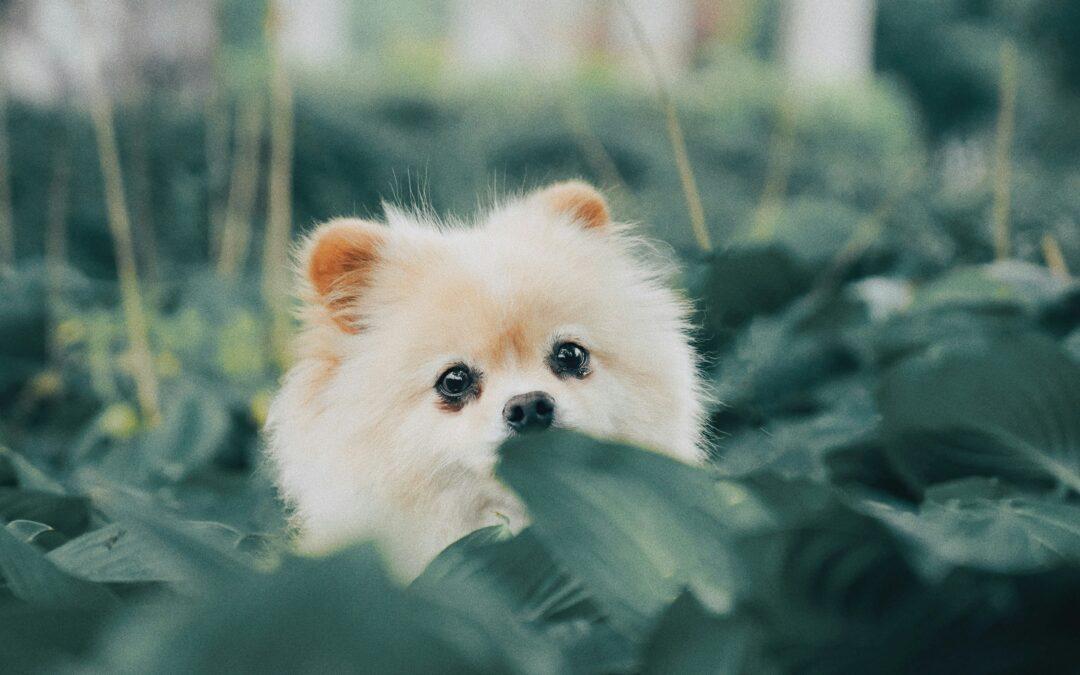 common personality traits of popular dogs