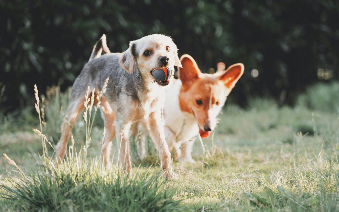 tips for boarding your dog