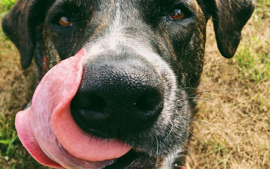 reasons dogs lick you