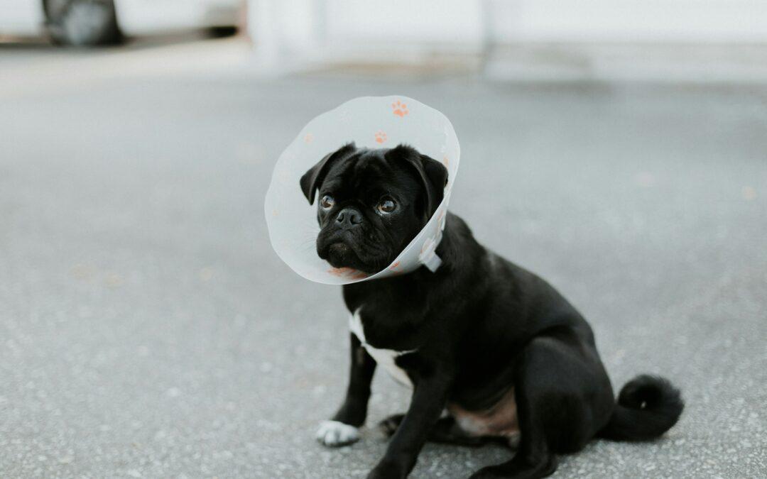 spay/neuter post-surgical care