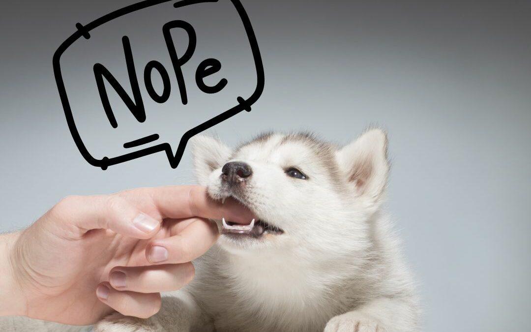 puppies and biting