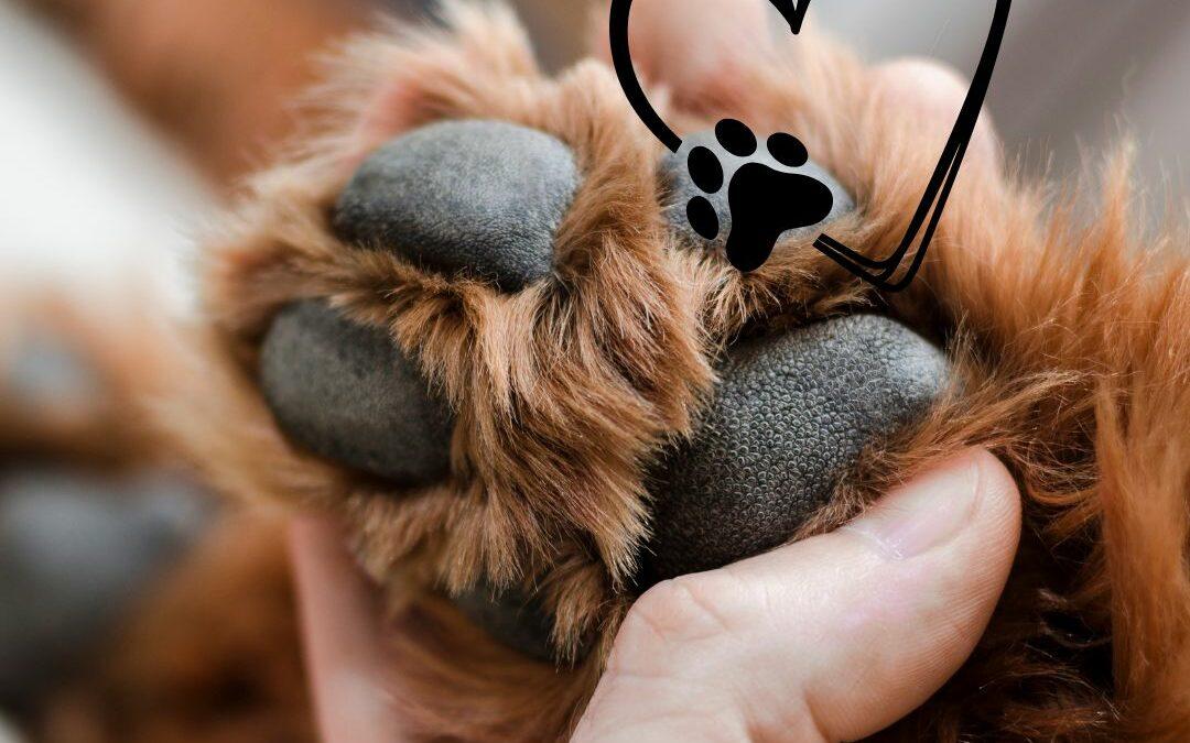 Taking care of your dog&rsquo;s paws