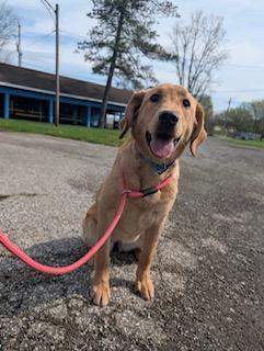 Advanced companion dog Ellie Stevenson( Bonnie x Ted 10/14/2025)