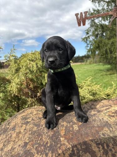 Bruno Petrozzi
