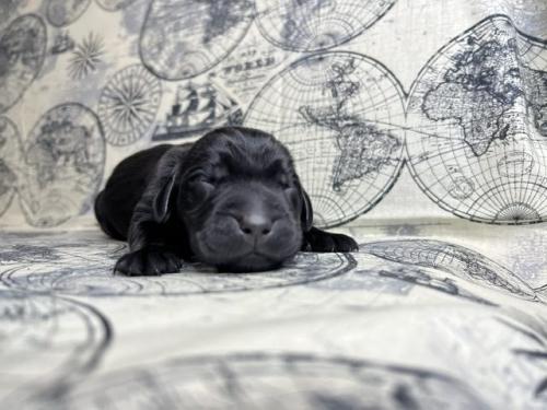 Remi