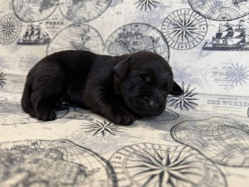 Remi