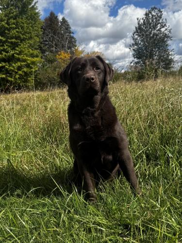 Kimber