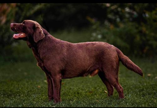 Lukas