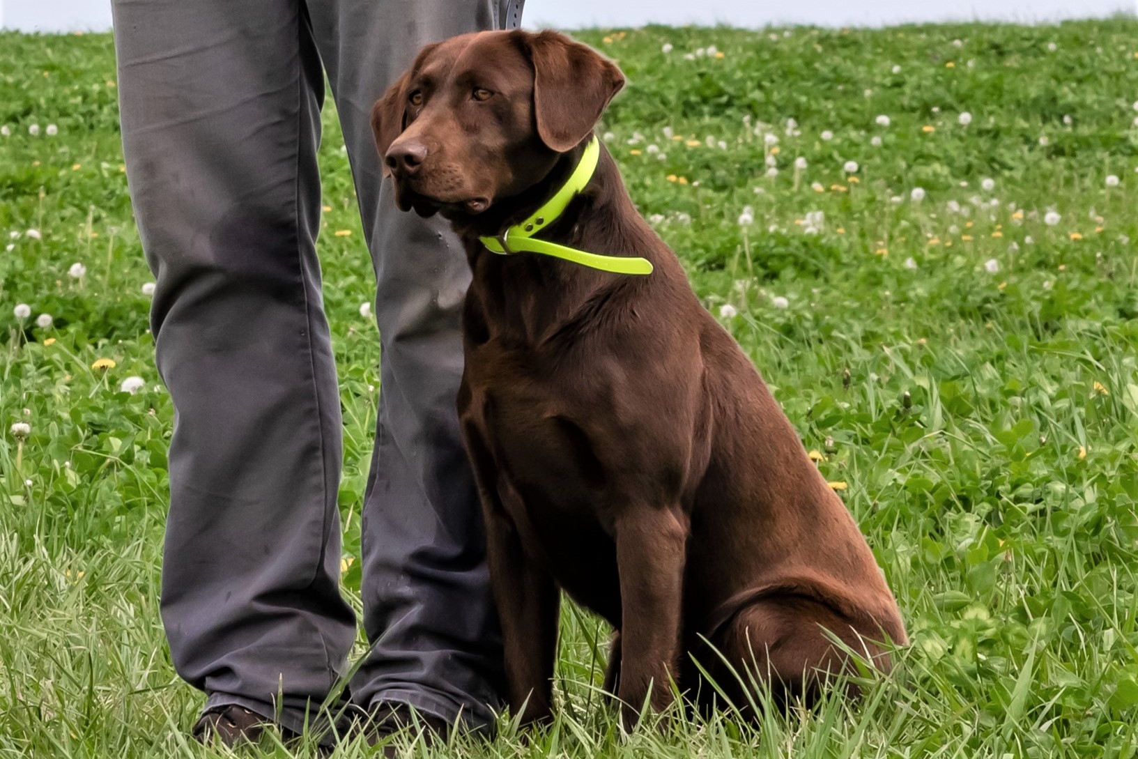 chocolate lab at heel