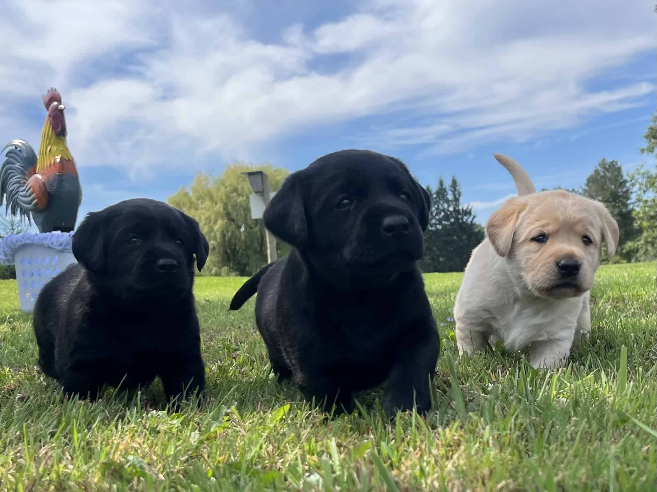 retriever pups in the grass