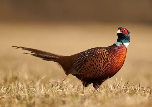 Pheasants
