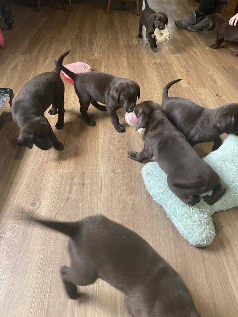 tips to help your new puppy adjust to their new home